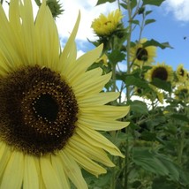 ArfanJaya 25 Lemon Queen Sunflower Seed Heirloom Fresh Seed Soft &amp; Elegant Beaut - £6.24 GBP