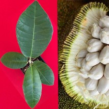 Marang Artocarpus Odoratissimus Terap Borneo Tropical Fruit Potted Tree ... - £18.45 GBP