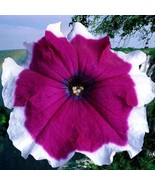 Flower Seeds 1000 Pelleted Petunia Seeds Candypops Velvet Picotee Fresh ... - $68.66 CAD