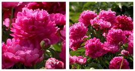 40 Seeds Thousand Layer Tower Peony Purplish-Red Double Blooms Fragrant Scent - £11.77 GBP