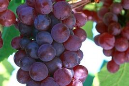 Sweet Red Globe Grape - 25 Seeds - $15.48