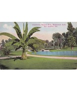 Abyssinian Banana Tree Hollenbeck Park Los Angeles California CA Postcard  - $2.96