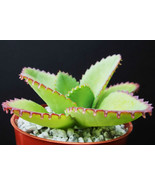 Semilir 2&quot;&quot; Mother Of Thousands Red,Pink,Purple Succulent Bare Root Kala... - $410.08 MXN