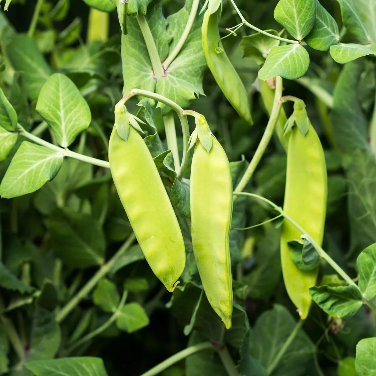 LWS Oregon Sugar Pod II Snow Pea Garden Planting 12 Seeds Fast Shipping - $9.00