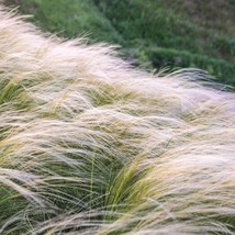 Stipa Tenuissima Pony Tails Mexican Feather Grass 25 Ornamental Grass Se... - $13.36