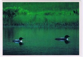 Maine Postcard Common Loons Still Pond Waldoboro - £1.69 GBP