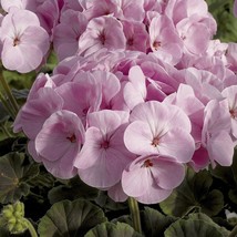 USA Seller Bin1D#2 Geranium Seeds Geranium Bullseye Light Pink 100 Seeds - £52.39 GBP