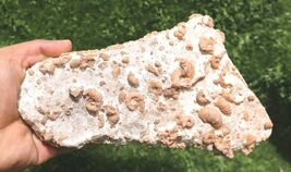 Douvilleiceras Ammonite Gastropods Fossil Plate Cretaceous Marine Fossils  - $38.61