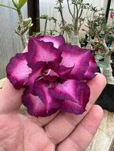 Spiral Bright Rose Pink Adenium Desert Rose with Purple Edge Flower, 2 Seeds - £9.66 GBP