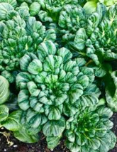 Pak Choi Tatsoi Seeds – 500mg for Planting, Heirloom Asian Greens, Fast-... - $5.85+