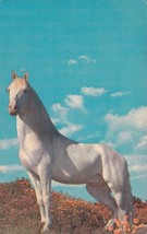 White Horse in Field Flowers Postcard D42 - $2.99