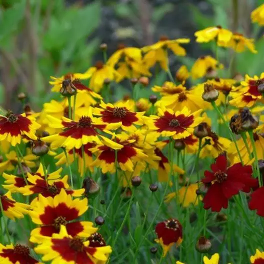 BStore 500 Seeds Plains Coreopsis Calliopsis Native Wildflower Heirloom Part-Sun - £7.32 GBP