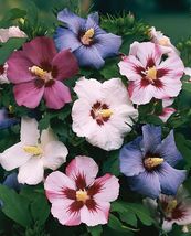 15 Rose Of Sharon Seeds Mix Flower Hibiscus Perennial - £14.12 GBP