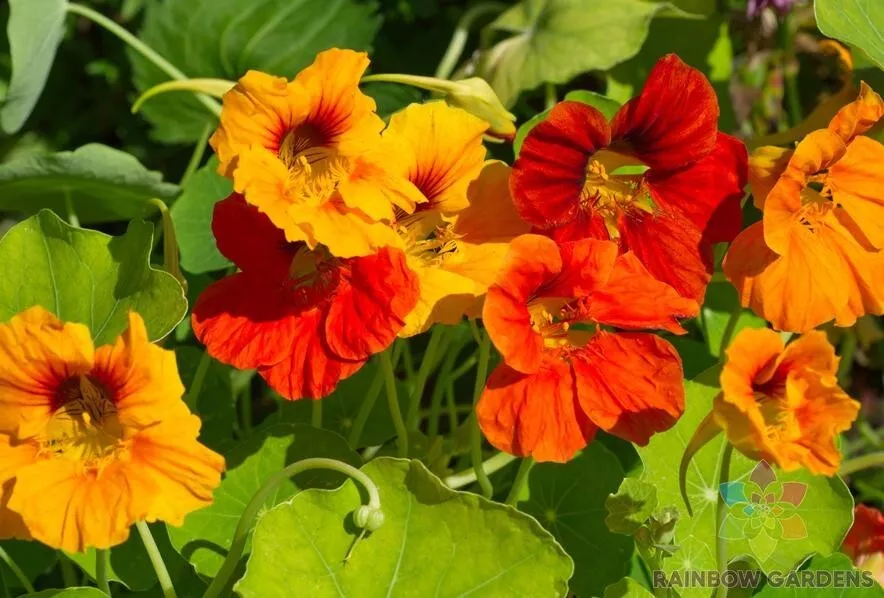 BPASTORE 50 Tall Mixed Colors Nasturtium For Garden Buy Seeds Online - £8.21 GBP