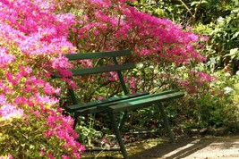 HGBO Plumleaf Azalea Prestratified Rhododendron Prunifolium50 Seeds  From US - £6.51 GBP