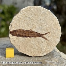 Fossil Fish in Matrix - USA Eocene Genuine Specimen - FP9861 - £19.48 GBP