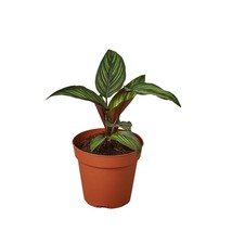 Calathea 'Beauty Star'-4" Pot - $791.67 MXN