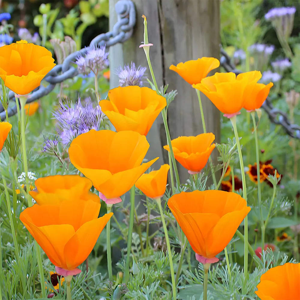 Orange Eschscholzia californica (200-2000) Seeds With a compact height 30cm - $12.99+