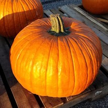 US Seller Connecticut Field Pumpkin Seeds Fast Shipping - £9.16 GBP