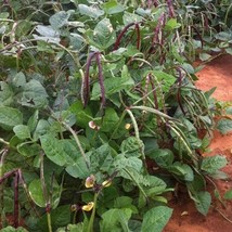 New Fresh Seeds Big Boy Purple Hull Cowpea Seed Southern Peas Field Pea ... - £9.39 GBP