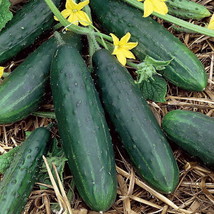 Spacemaster 80 Cucumber Seeds  50 Seeds     1063 - $6.98