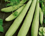 25 Armenian Yard Long Cucumber Seeds Non Gmo Organic Heirloom Fresh Fast... - $8.99