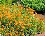 300 Seeds English Wallflower Seeds Groundcover Boarders Containers Garde... - £7.22 GBP