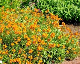 300 Seeds English Wallflower Seeds Groundcover Boarders Containers Garden Cut Fl - £7.06 GBP