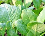 600 Seeds Tendergreen Mustard Seeds Organic Spring Fall Garden Container... - $8.99