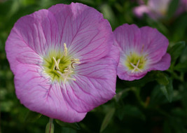 USA Non GMO Primrose Evening Showy Pink 675 Seeds - £6.28 GBP
