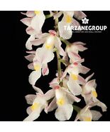CAPANEMIA SUPERFLUA SMALL ORCHID MOUNTED - $39.00