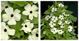 20 Seeds Thunbergia Alata Seeds, Milky White Flowers with Black Eye - $16.99