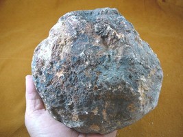 (DF846-14) 5 Lb Fossil Real Dinosaur Poop Coprolite Dino Valley Utah Dung Scat - £74.20 GBP