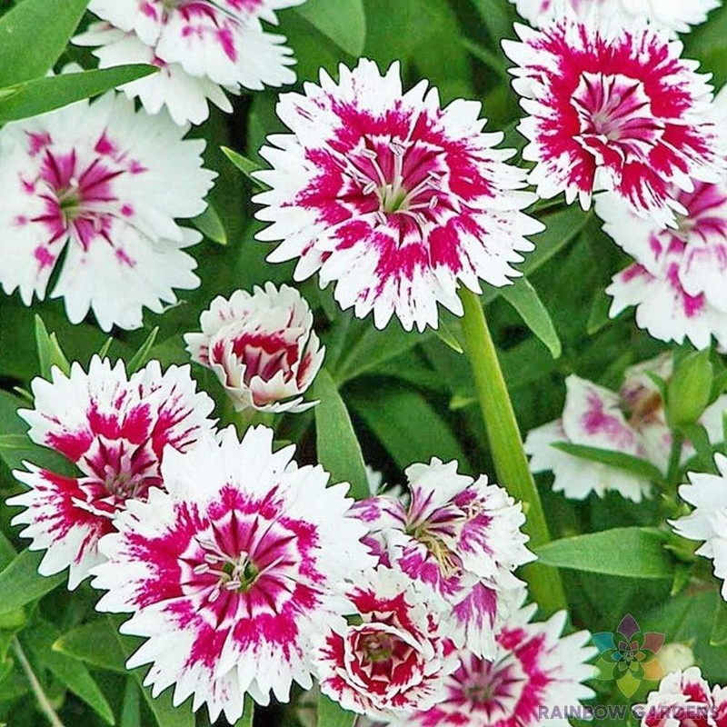 KKG 200 Pink Chianti Carnation Seeds Easy Grow - $12.76