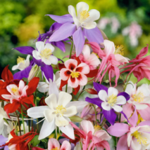 VN 300 Columbine Mckana Giants Seeds Perennial Flower Garden Seeds - $7.99