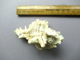 Vintage  Murex sea shell  natural Caribbean Bahamas - $26.41