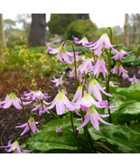 10 PINK FAWN LILY TROUT AVALANCHE DOGS VIOLET ERYTHRONIUM REVOLUTUM  - £13.36 GBP