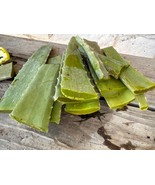 ALOE VERA 8oz CUT LEAVES Barbadensis ORGANIC MEDICINAL Natural Healing - $19.79