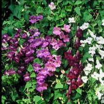 20+ Asarina Flower Seeds Mix / Climbing Snapdragon / Perennial - $15.40