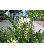 Licorice, American - Wild (Glycyrrhiza lepidota) - 40 Seeds - $7.50