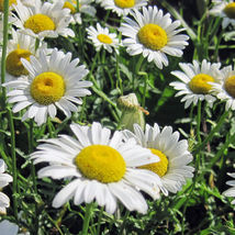 25 Seeds Oxeye Daisy Flower - $18.00