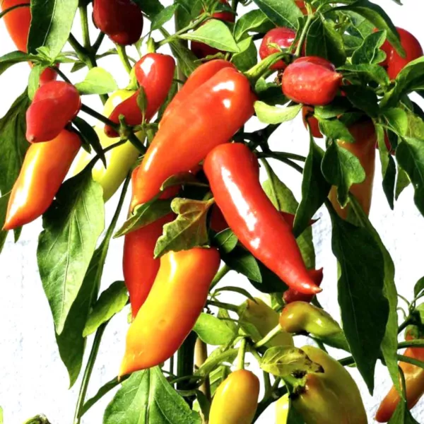 USA Seller FreshHungarian Hot Peppers 25 Seeds - £10.18 GBP