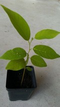 8-12&quot; Apple Sugar Seedling Plant, Annona Squamosa Custard Tropical FruitTree - £15.97 GBP