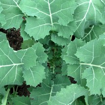 New Fresh Premier Kale Seeds Organic - £3.38 GBP