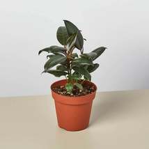 Ficus Elastica 'Burgundy' - $12.99+