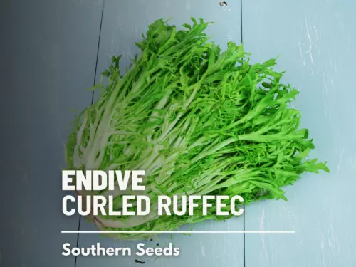 200 seeds Endive Green Curled Ruffec Rapid Heirloom Seeds Easy Plant Qui... - £7.66 GBP