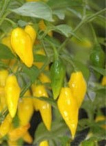 25 Pepper Seeds Yellow Lemon Drop Vegetables Fresh Seeds - $7.48