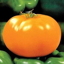 PM Carolina Gold F1 Hybrid Tomato Seeds (25+ Seeds)(More Heirloom, Organic, Non  - £3.56 GBP