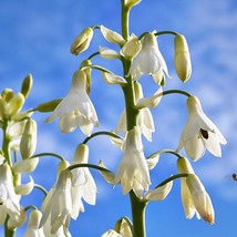 US Seller 10 White African Hyacinth Aka Cape Or Giant Summer Spire Lily Ornithog - £10.91 GBP