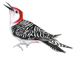 Woodpecker Bird High Quality Decal Sticker Truck Car Tumbler Cooler Cup Laptop - £5.55 GBP+